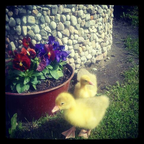 Wiosenne maleństwa.