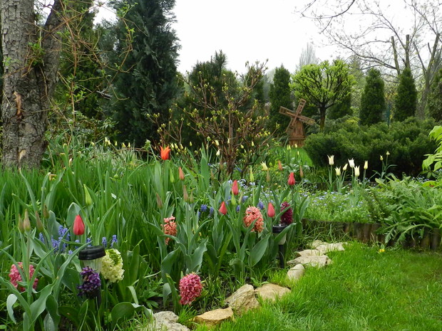 wiosna jest u mnie najpiękniejsza,tulipany,szafirki i hiacynty tworzą barwne kobierce