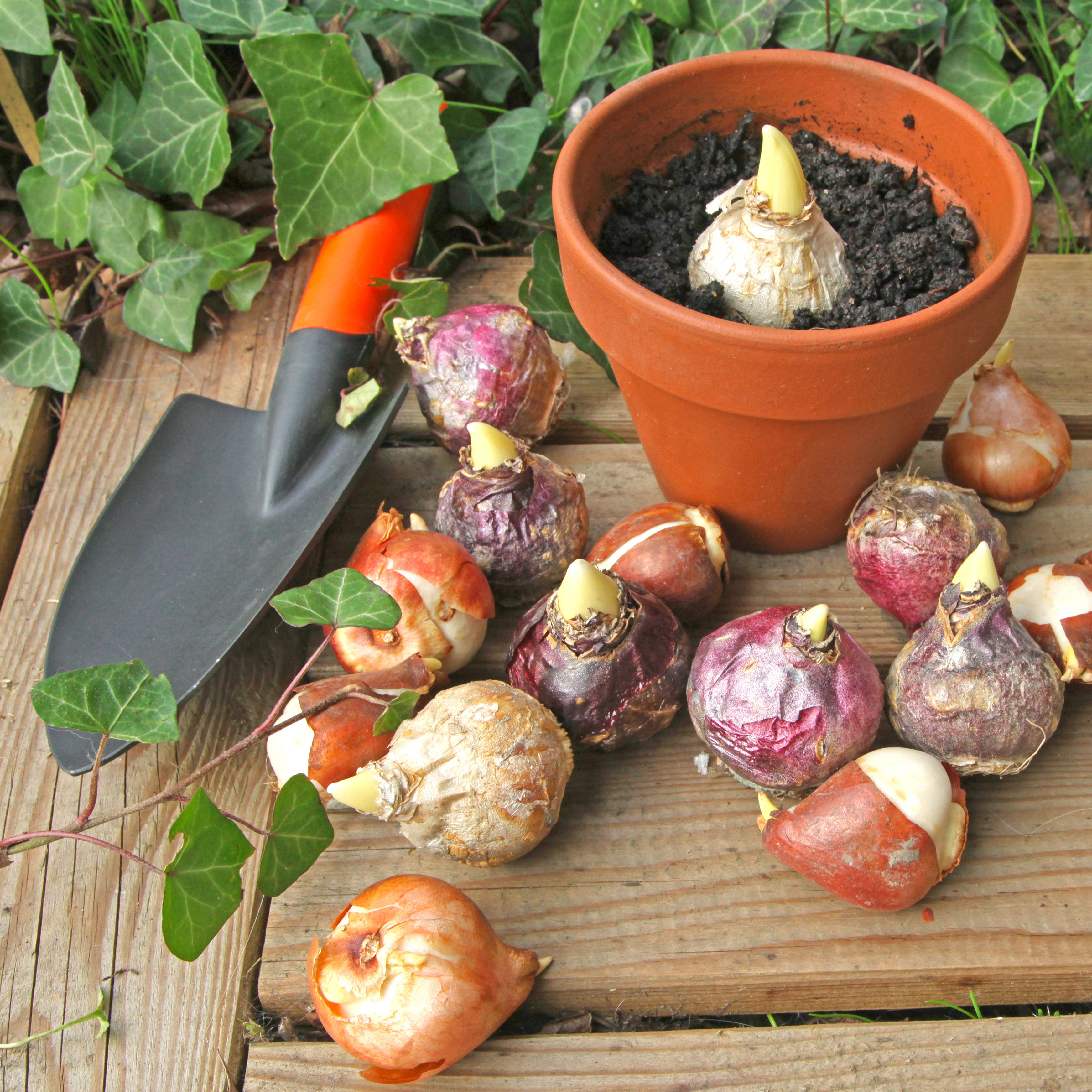 Wrzesień to idealny czas na zakup i posadzenie cebulek