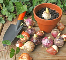 Wrzesień to idealny czas na zakup i posadzenie cebulek