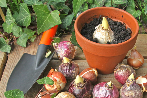 Wrzesień to idealny czas na zakup i posadzenie cebulek