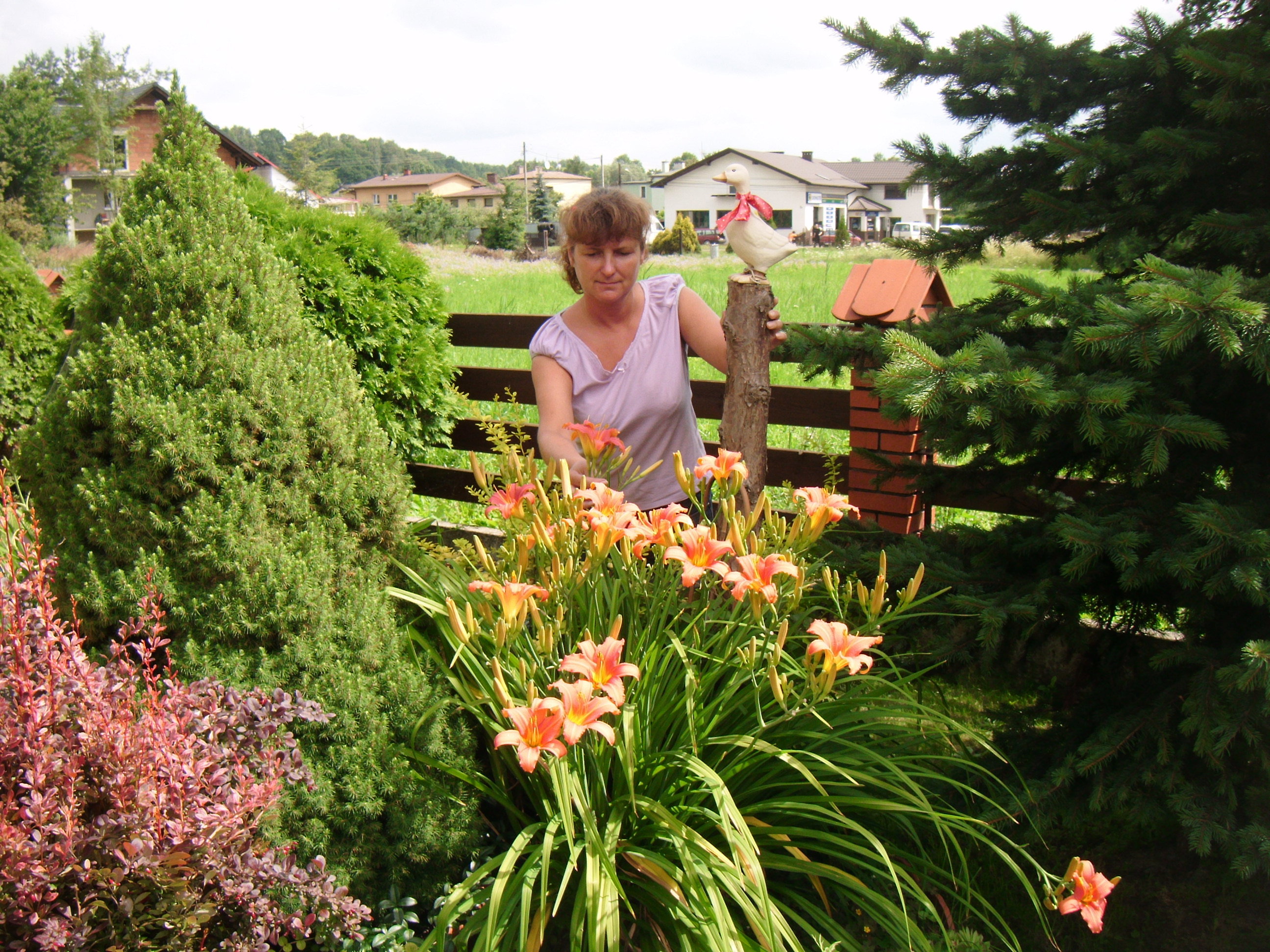 Wśród ulubionych liliowców