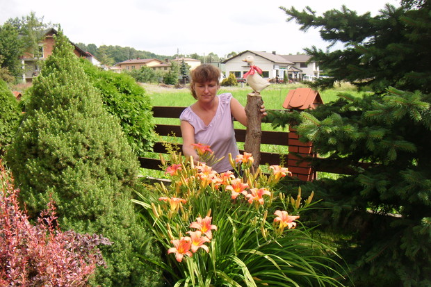 Wśród ulubionych liliowców