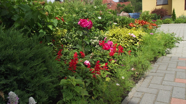 wygospodarowany na podjeździe przedogródek z różami,szałwiami,liliami,pelargoniami i onętkami