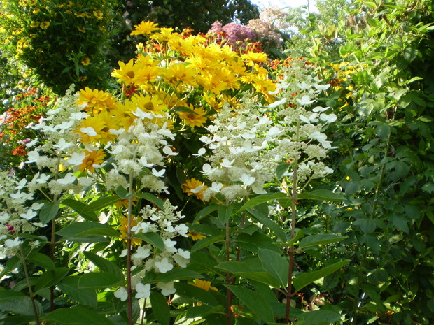 Wysokie dzielżany, słoneczniczki, hortensja bukietowa
