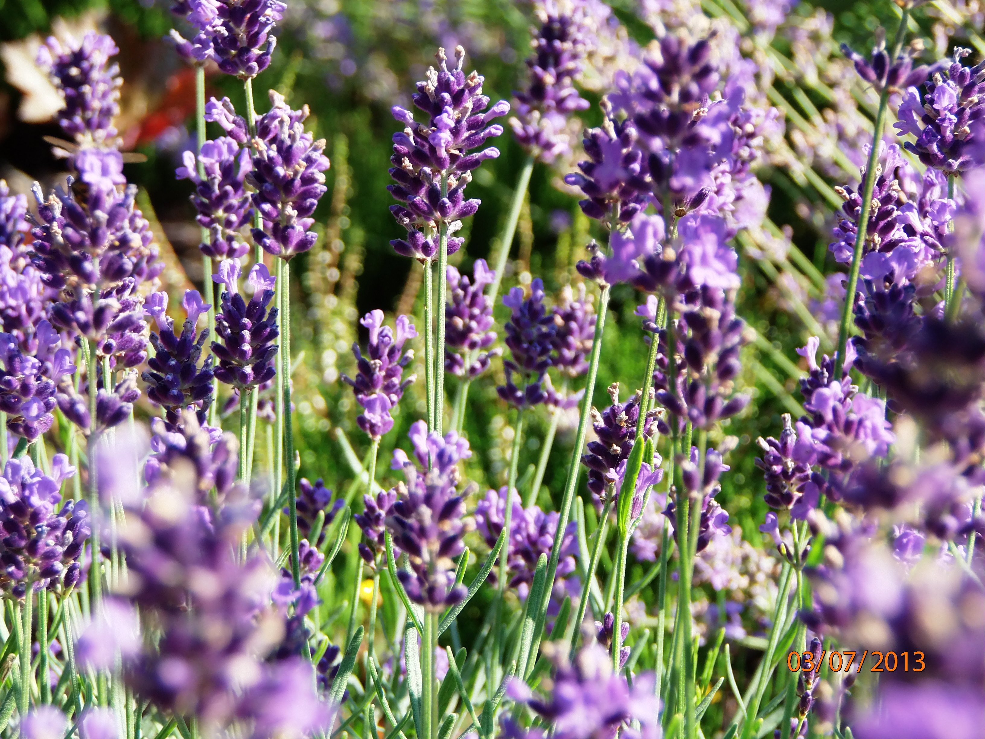 z bliska cudne kwiaty