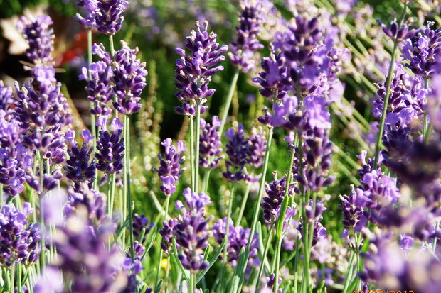 z bliska cudne kwiaty