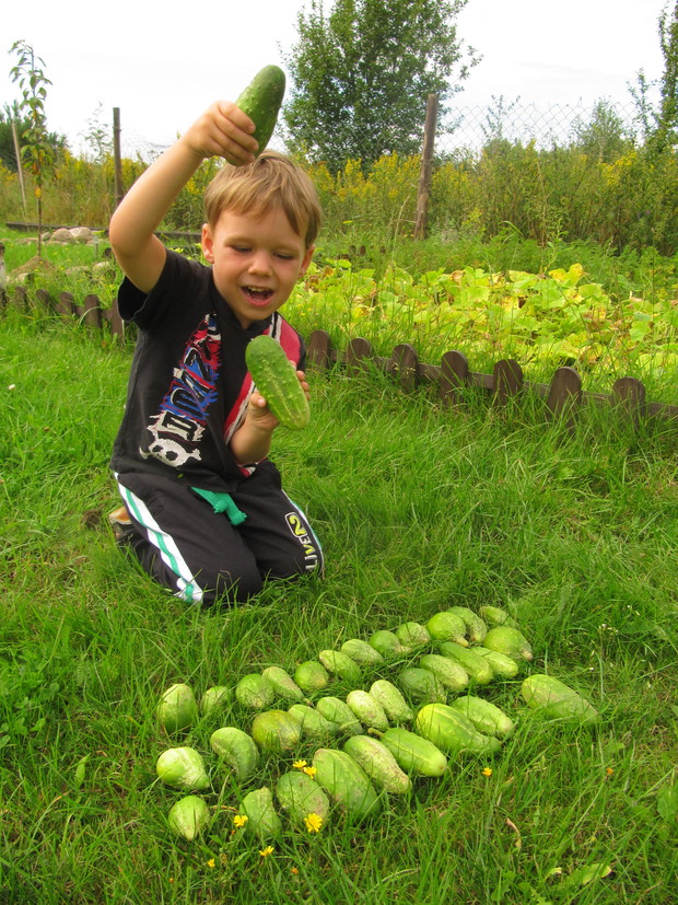 Z dumą prezentuje tegoroczne ogórki mały Tomek