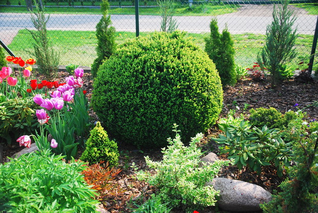z miłości do pieknych roślin...