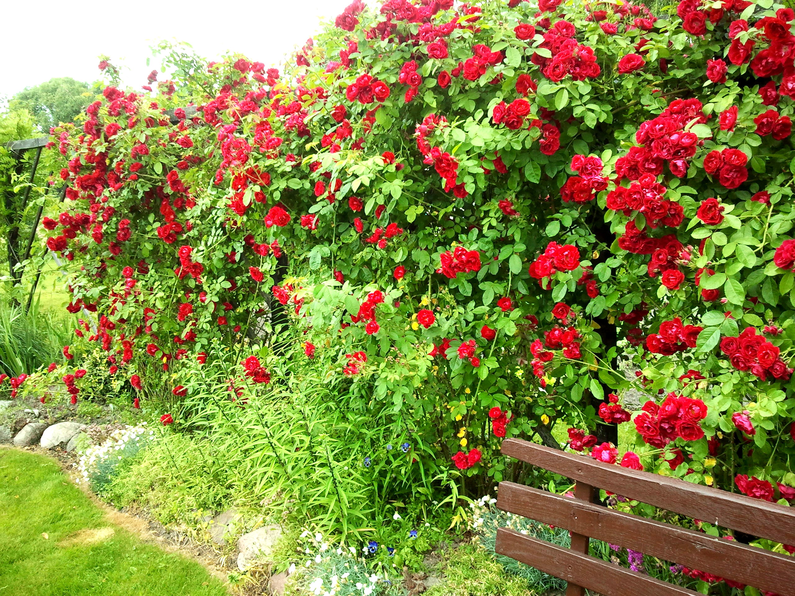 Z zamilowania do róż