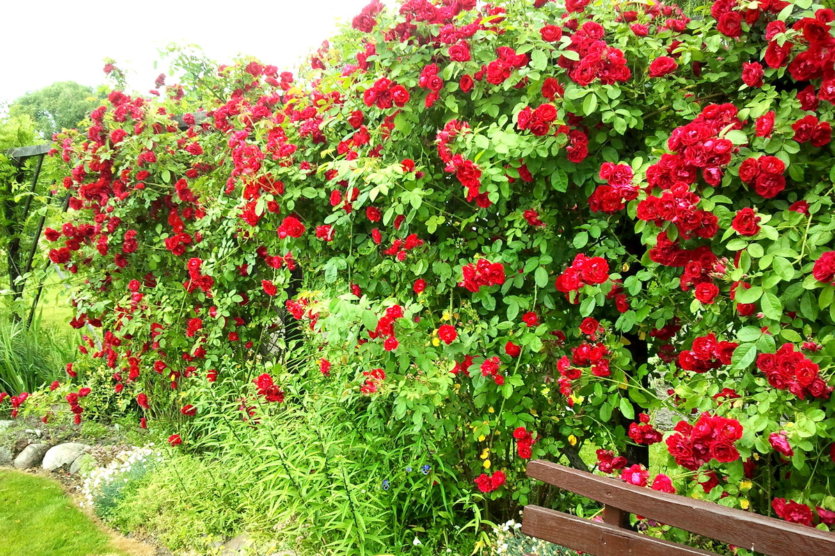 Z zamilowania do róż