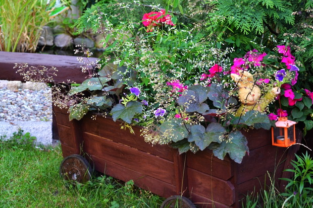 Zając wśród żurawek. 