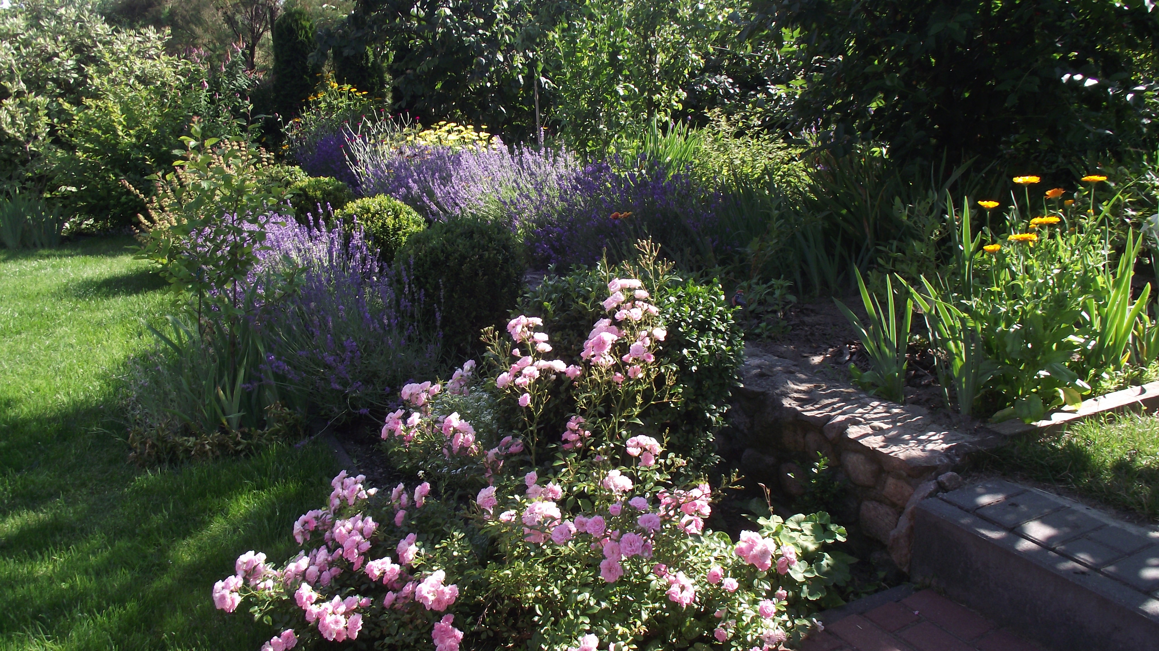 zaproszenie do sadu w którym królują pigwy i pigwowce,a w tym roku po raz pierwszy owocuje dereń jadalny i brzoskwinia