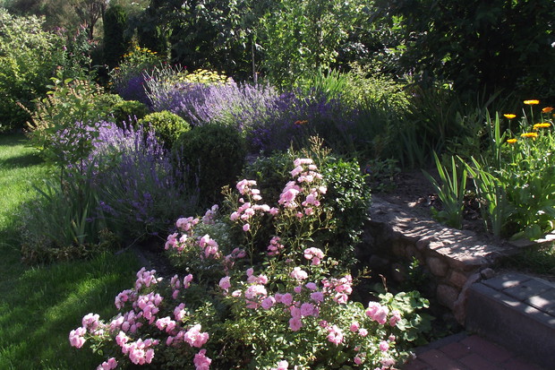 zaproszenie do sadu w którym królują pigwy i pigwowce,a w tym roku po raz pierwszy owocuje dereń jadalny i brzoskwinia