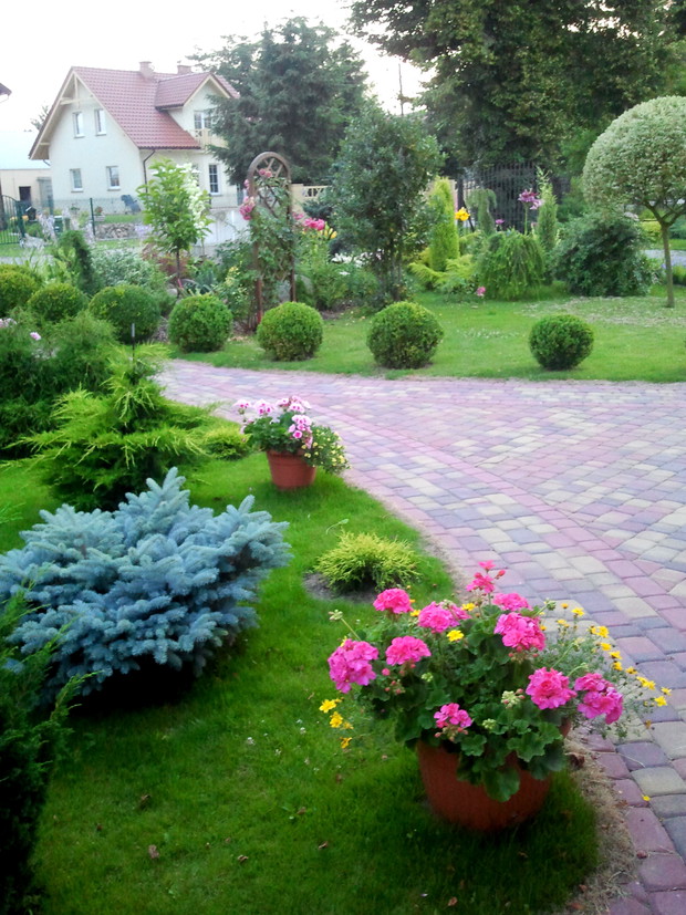 Zieleń kulistych bukszpanów