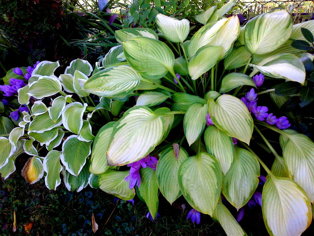 Zimowity wyglądają spod liści funkii