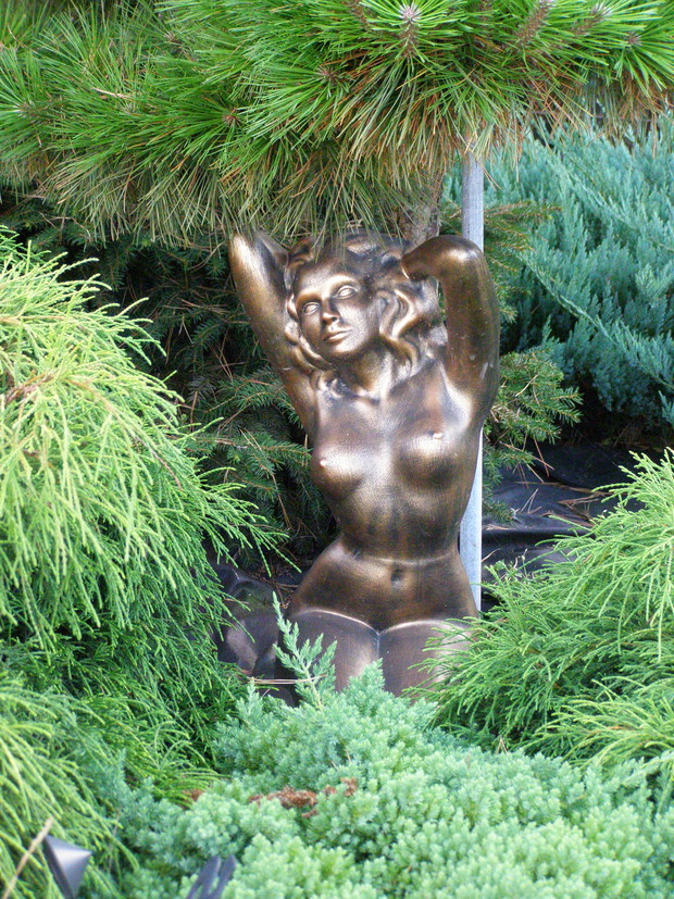 Złota dama w sosnowym zaciszu.