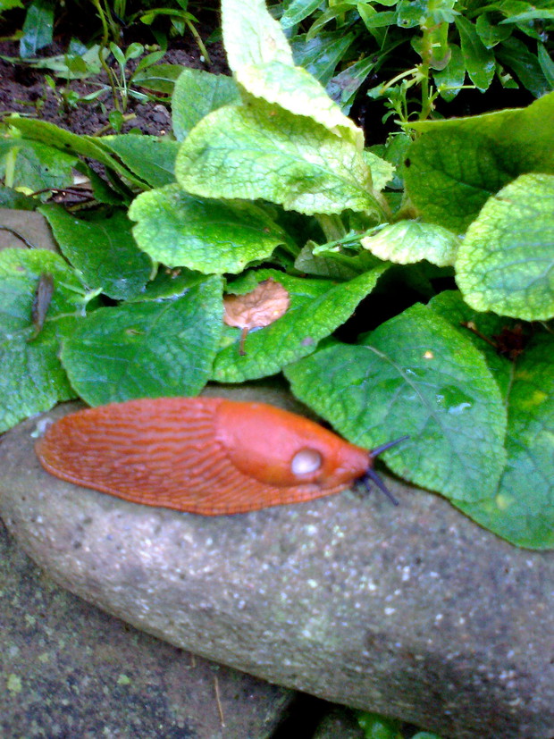 Znienawidzony ślimak