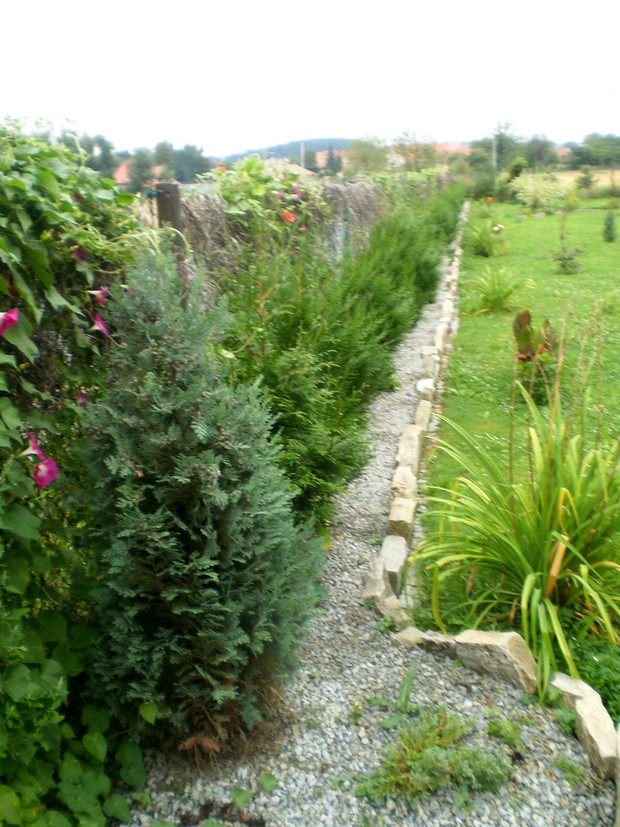 Żywopłot z wyhodowanych przez nas żywotników zachodnich oraz niedawno kupionego cyprysika Lawsona