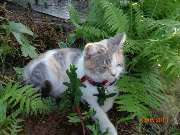 A to nasz domowy tygrysek w oczekiwaniu na kwiat paproci
