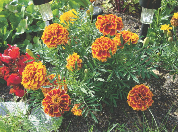 Aksamitki można przepikować do gruntu już wczesną wiosną.