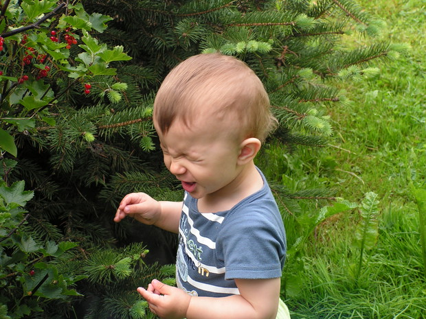 Ale kwaśne te porzeczki!