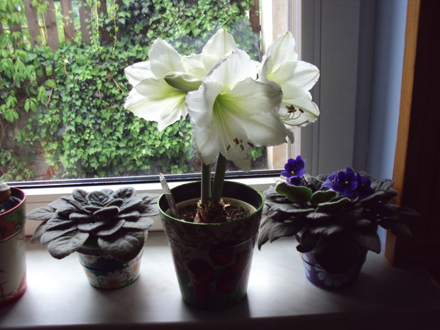 Amarylis w pełnym rozkwicie