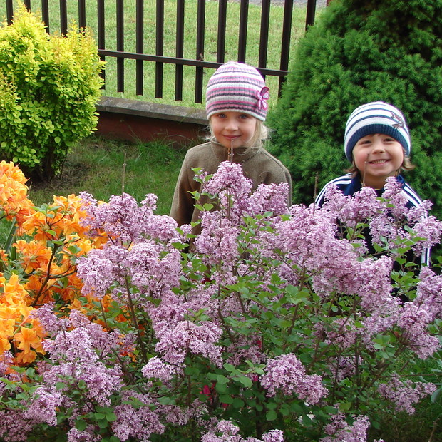 Azalia natomiast już z daleka wabi swoim zapachem Filipka i Nadię oraz zaprasza do ogrodu by podziwiać ją i lilaka 'Meyeri'  pod koniec maja.