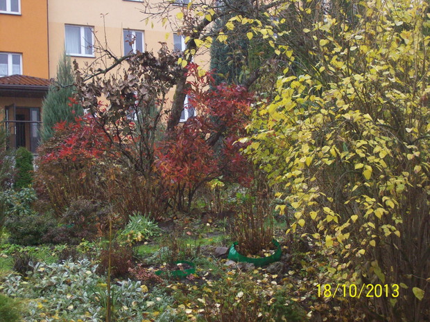 Azalia w kolorze czerwieni