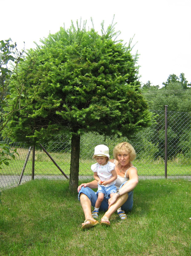 Babcia i wnuczka pod ukochanym modrzewiem.