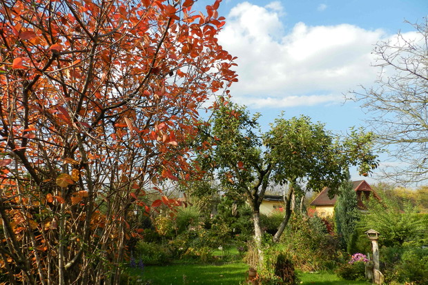Barwy jesieni w moim ogrodzie-z zielenią przeplata się złoto,miedz i czerwień