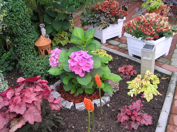 barwy jesienne żurawek, hortensji  w ogrodzie