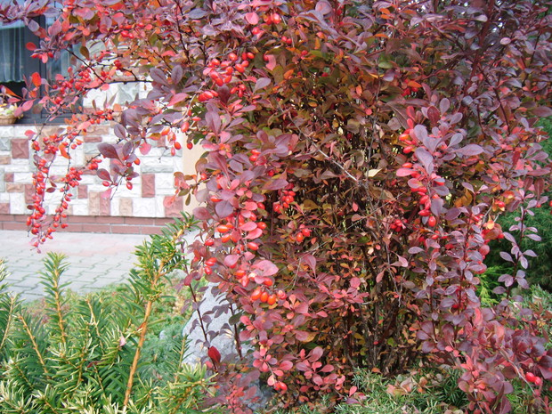 Berberys-ozdoba każdego ogrodu