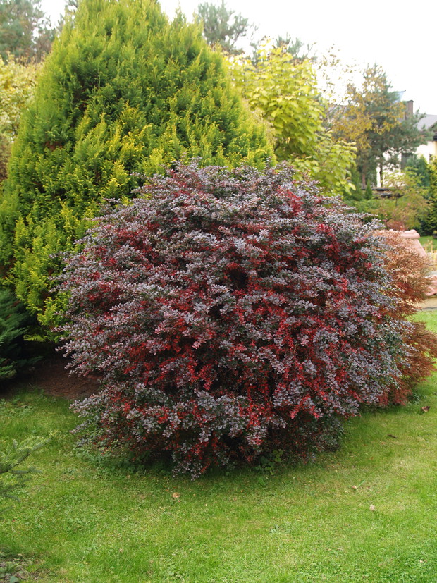 Berberys zmienia kolor