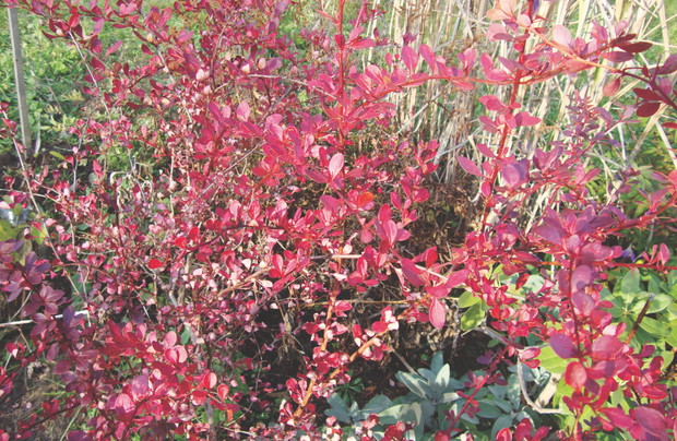 Berberysy cieszą oczy jesienią, a ich owoce zdobią krzewy także zimą.
