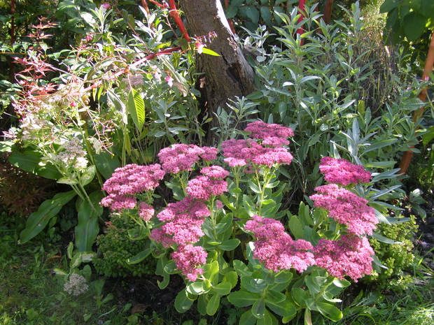 Bez rozchodników ciężko wyobrazić sobie jesień.