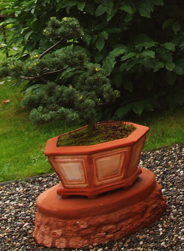 Bonsai w własnoręcznie zrobionej donicy.