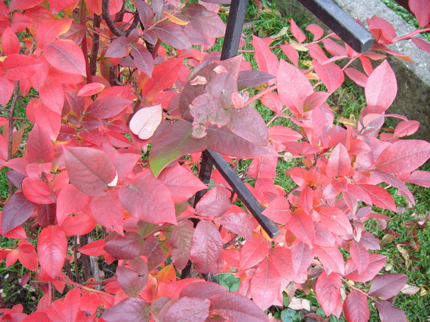 Borówka amerykańska-latem pyszne owoce,jesienią kolorowe liście