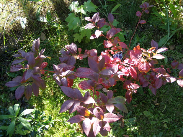 Borówka amerykańska przybiera niesamowite barwy.