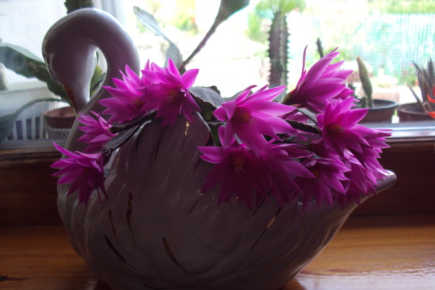 Cały w kwiatach ... kaktus