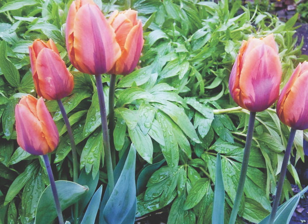 Cebulki holenderskich tulipanów dostałam od koleżanki.