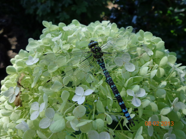 Chwila odpoczynku na pięknej hortensji odmiany Anna Belle