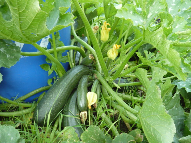 Cukinia - ohh było co zbierać
