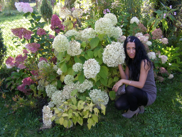 Czarujące hortensje.
