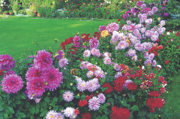 Dalie zasilam rozcieńczoną gnojowicą z krowieńca lub pokrzyw w ilości 2–3 litry pod jedną roślinę. W ciągu sezonu zabieg powtarzam 3–4 razy.