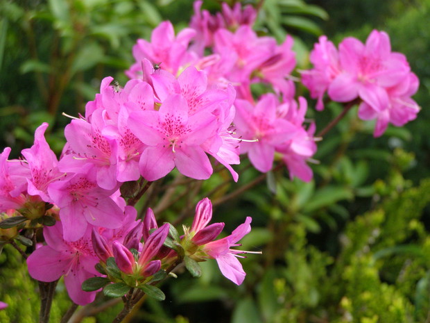 Delikatna azalia japońska.