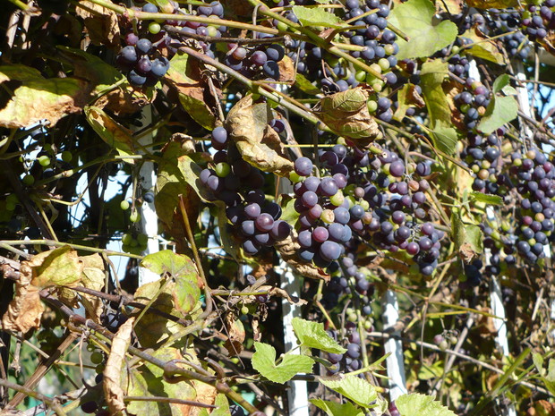 Dojrzewają póżną  jesienią  - uwielbiam