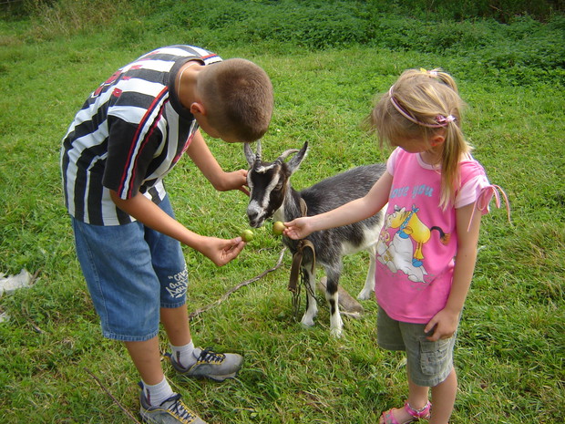 dokarmianie kozy jabłkami