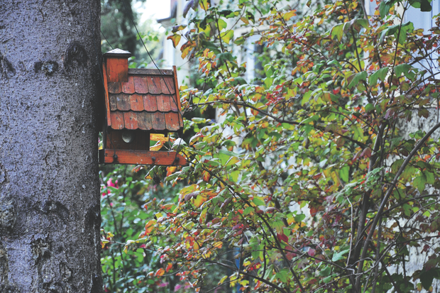 Domek powinniśmy regularnie czyścić z resztek ptasiego jedzenia oraz odchodów.
