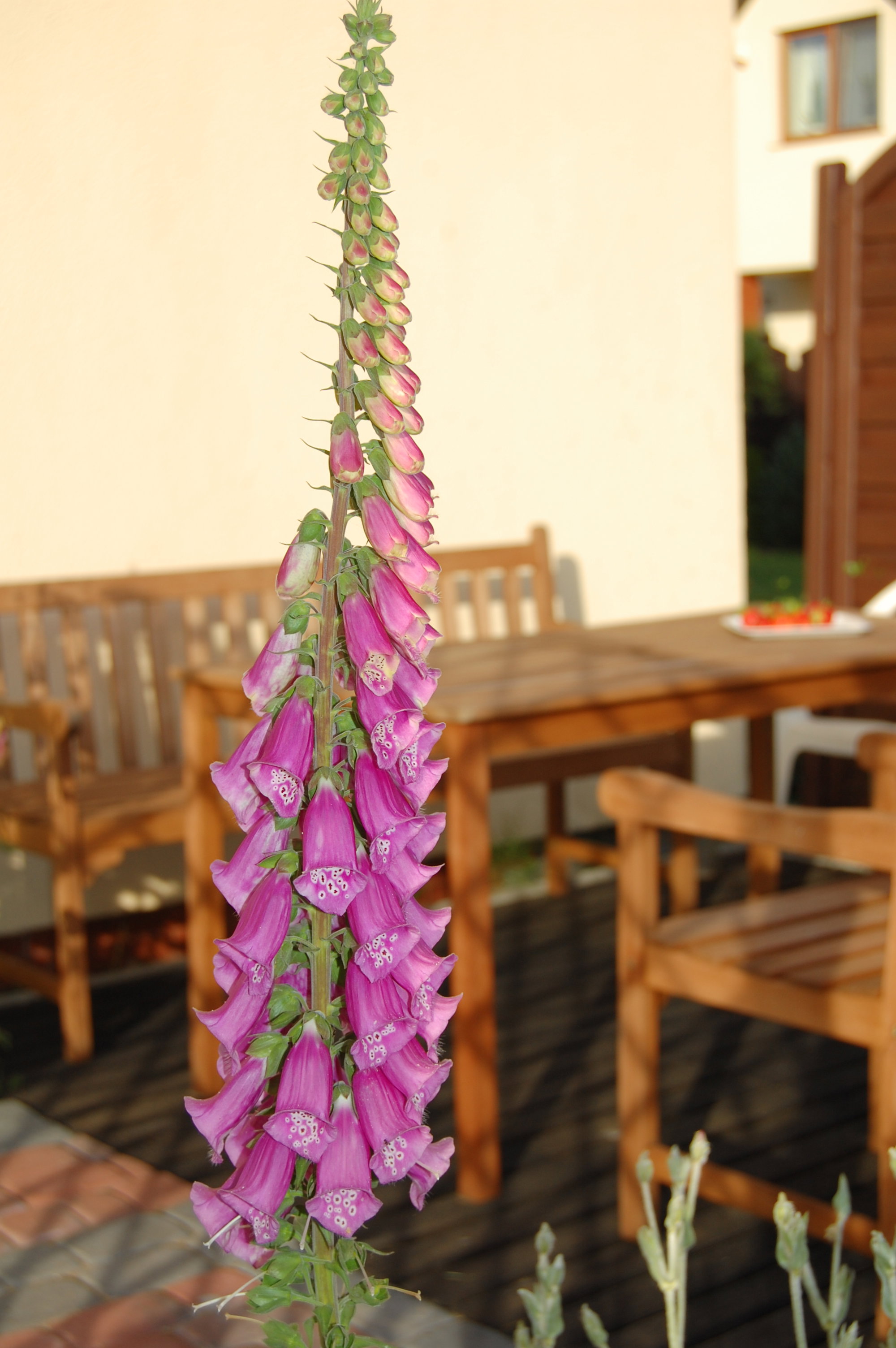 Dostojna Digitalis